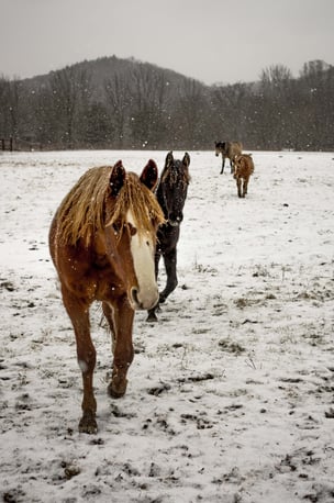 become a farrier