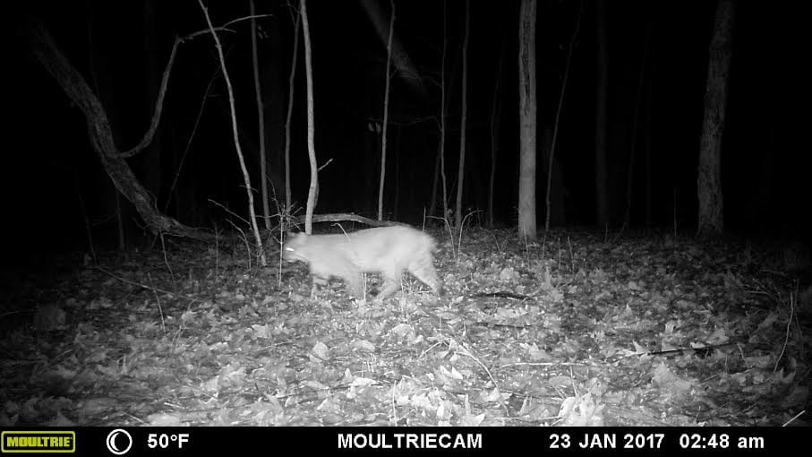 bobcat on trail cam