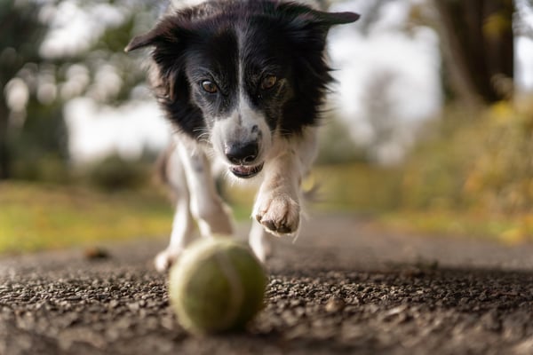 selective-focus-photo-of-dog-1562983