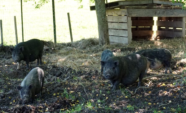 American Guinea hogs 01