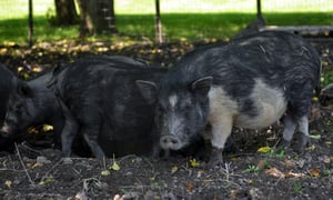 American Guinea hogs 07