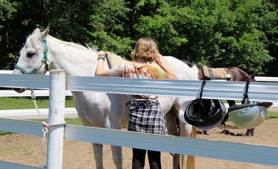 Horses at camp 1