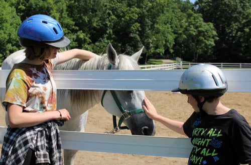 Horses at camp 2