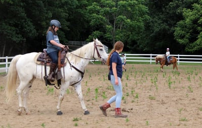 Horses at camp 4