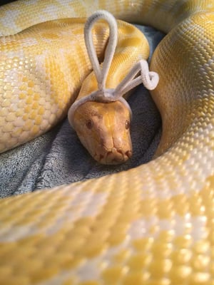 Icky the Albino Burmese Python at Hocking College's Nature Center | Wildlife Program