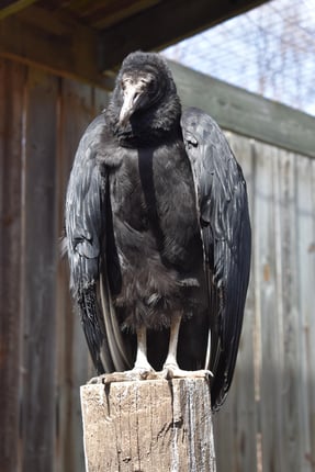 Yaks the Black Vulture at Hocking College Nature Center | Wildlife Program