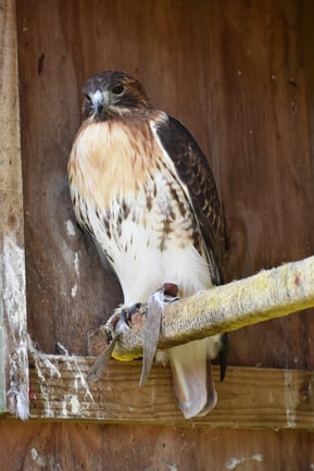 Leftie the Red Tailed Hawk at Hocking College's Nature Center | Wildlife Program