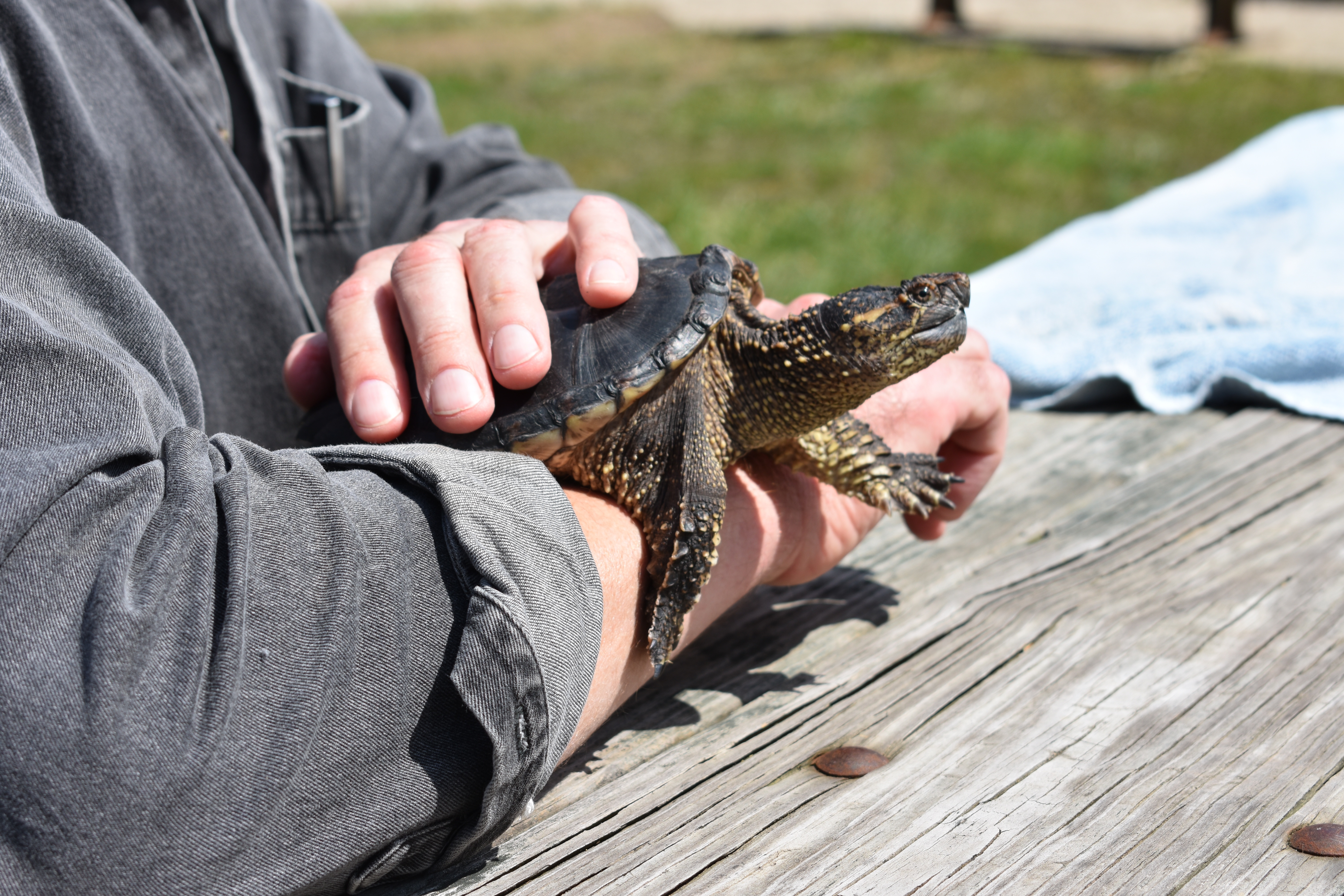 Snap the Snapping Turtle at Hocking College Nature Center | Wildlife Program
