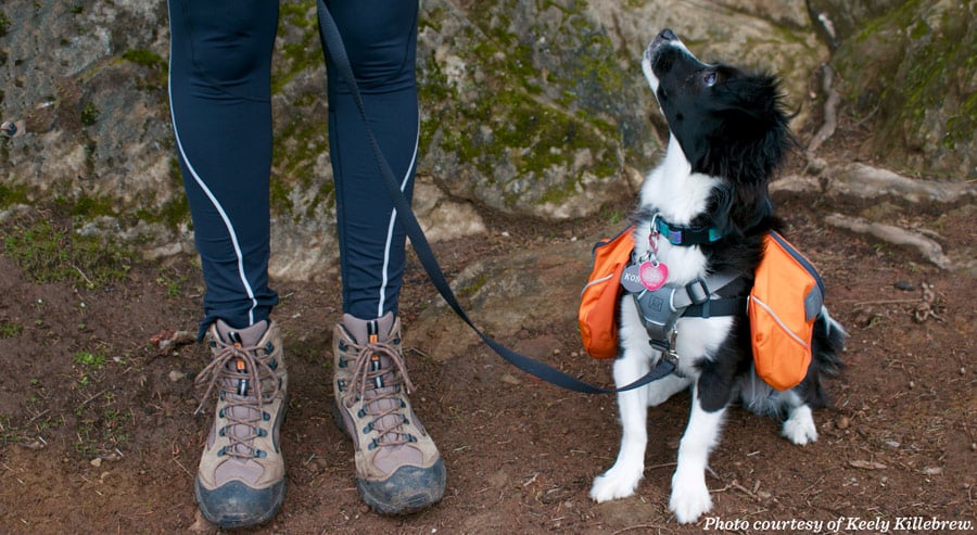 hiking with dog