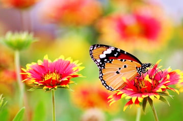 butterfly on flower