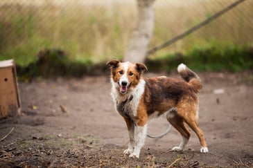 dogs at shelter