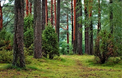 Forest | Feeling Stressed? Park Prescriptions Are The Latest Trend in Medicine