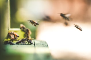 swarming bees