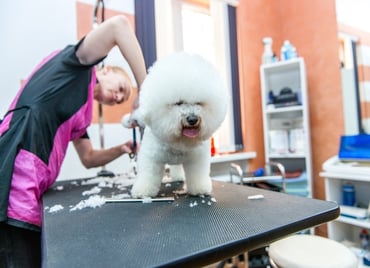 doggroomer