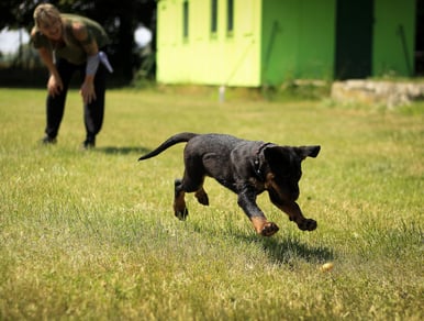 5 Puppy Training Tips for National Train Your Dog Month