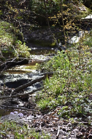 Nature and Environmental Education | Stanford University Analysis Cites Benefits of Environmental Education