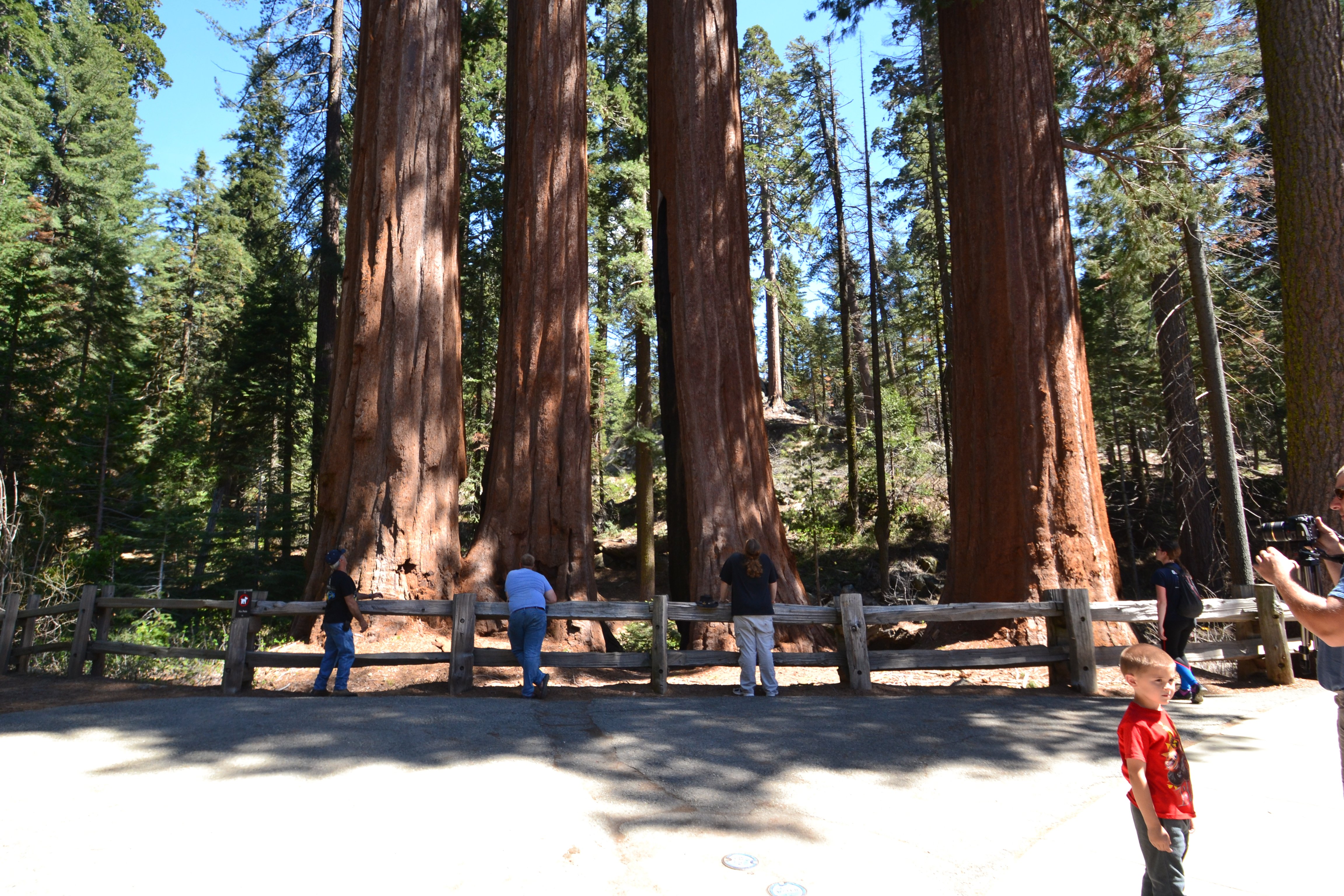 On lookers of a few Giant Sequoia Trees Spring 2017