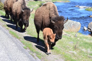 bison close up