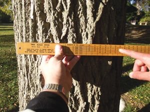 Tree Scale Stick measuring a tree trunk | About Hocking College's Forestry Program