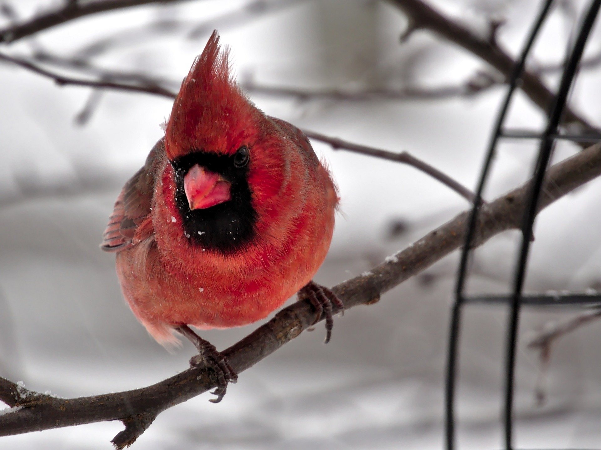 red cardinal