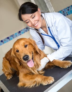 Happy veterinarian checking a beautiful dog
