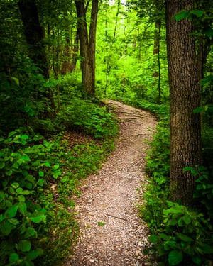 Trail through lush green forest in Codorus State Park, Pennsylvania.