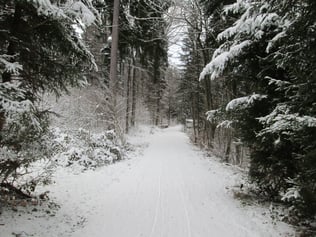 Winter Trail