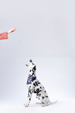 dalmatian-sitting-white-surface-933498