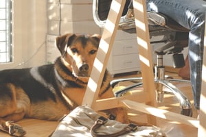 dog lying down near owner at work