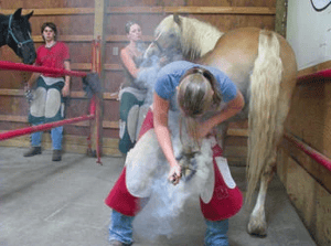 farrier horse being shoed