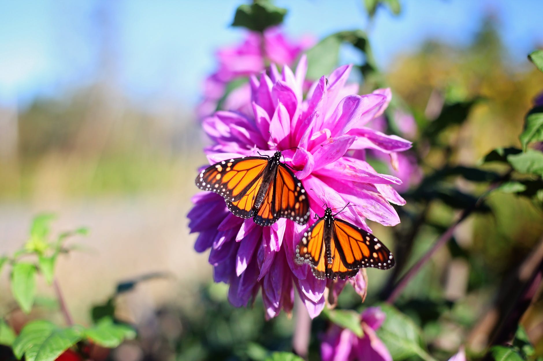 Butterflies Pollinating Flowers | Hocking College Launches New Natural Resources Conservation Contractor Certificate and Pollinator Habitat